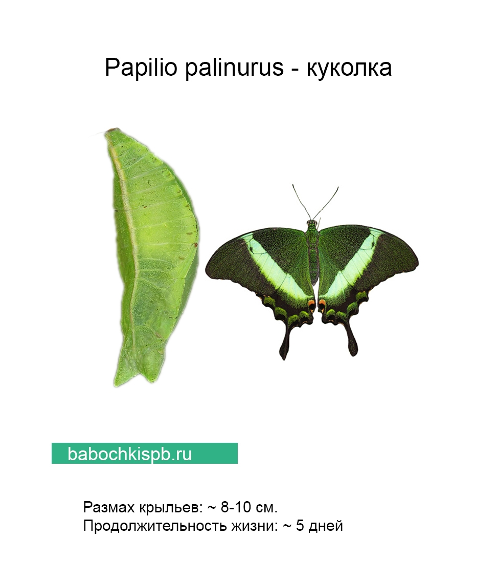 Papilio Palinurus бабочка куколки