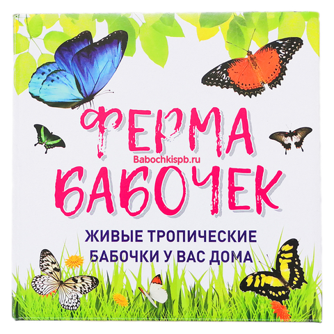 Бабочки на стену — идеальный вариант декора стен (75 фото)